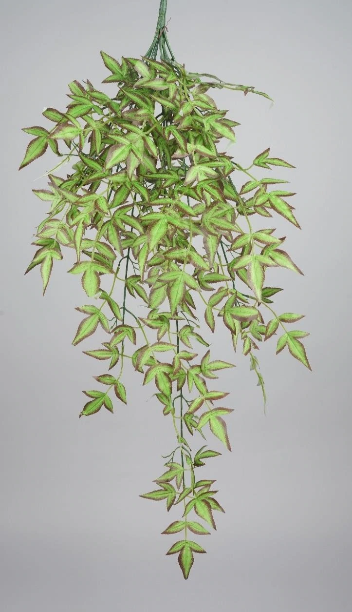 Herberium Leaves Creeper